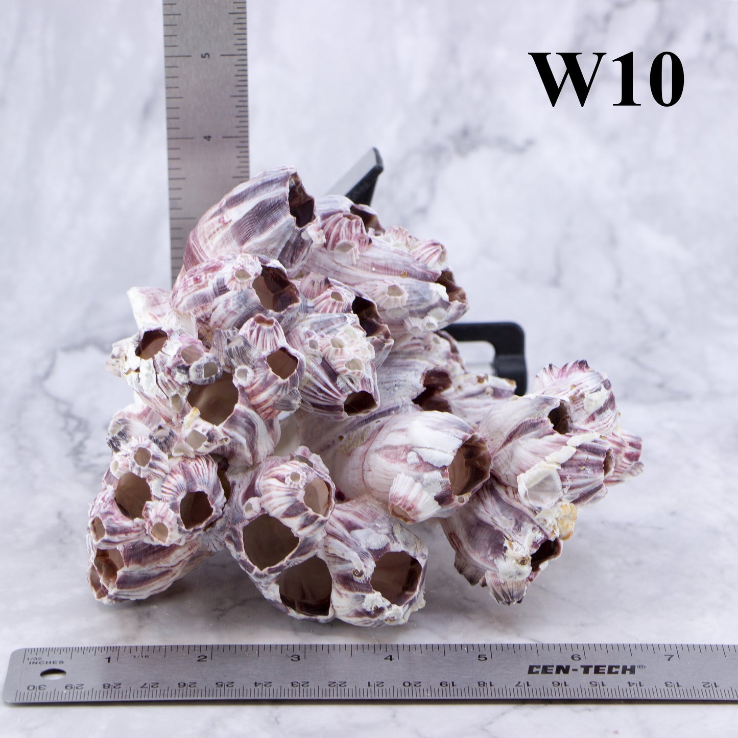 Barnacles 5-7"