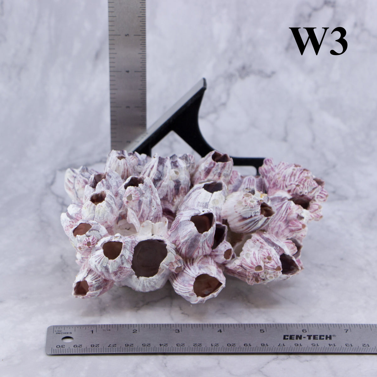 Barnacles 5-7"