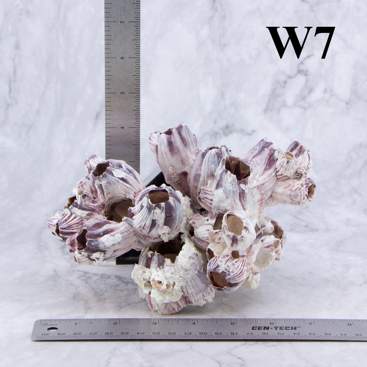 Barnacles 5-7"