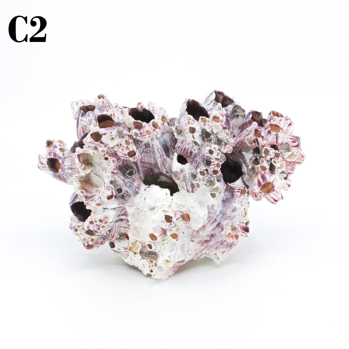 Barnacles 5-7"