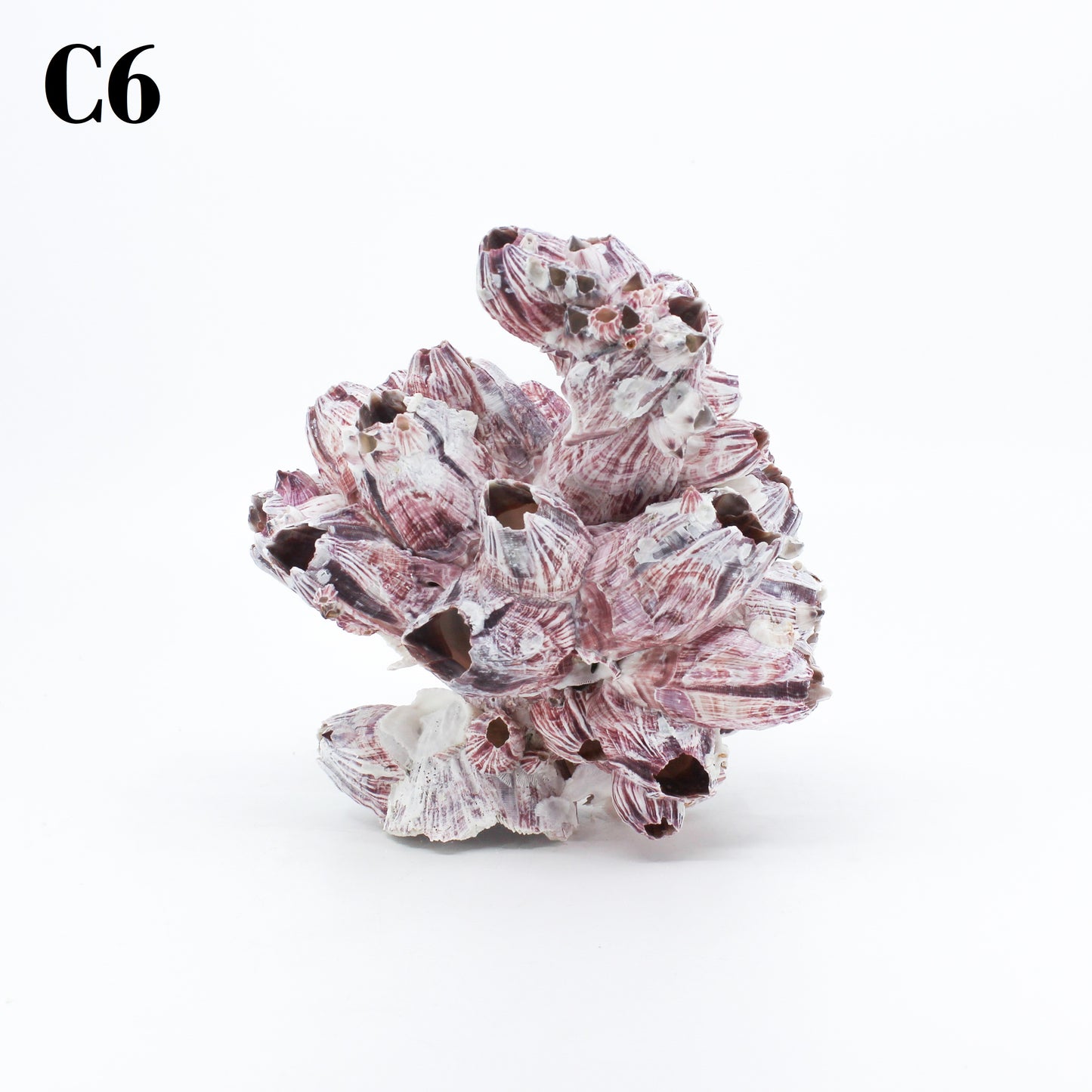 Barnacles 5-7"