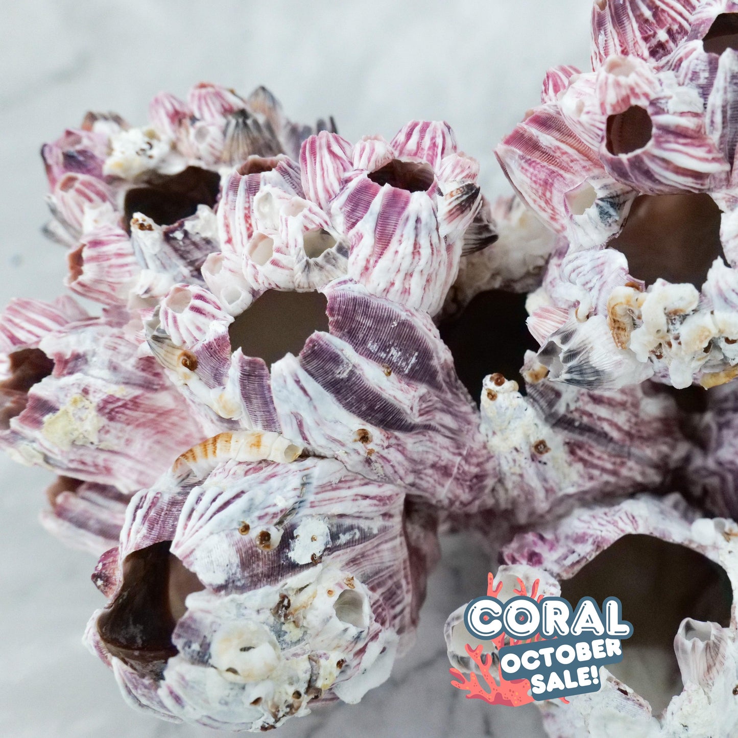 Barnacles 5-7"