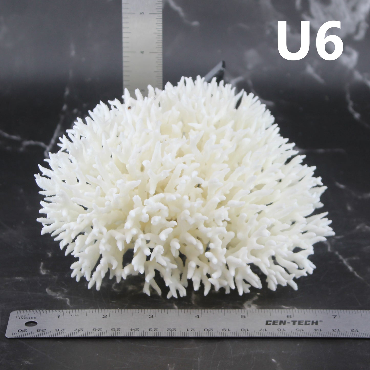 Birdsnest Coral 5-7"