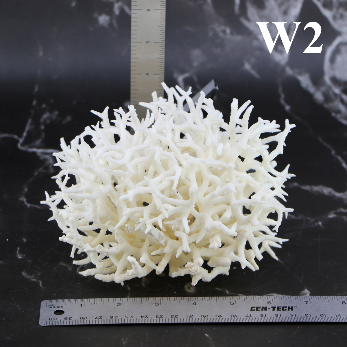 Birdsnest Coral 5-7"
