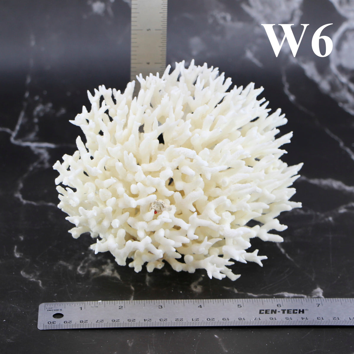Birdsnest Coral 5-7"
