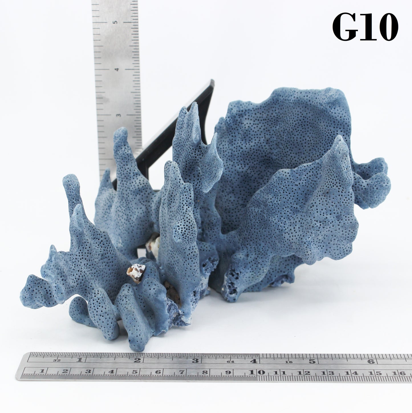 Blue Coral 5-7"