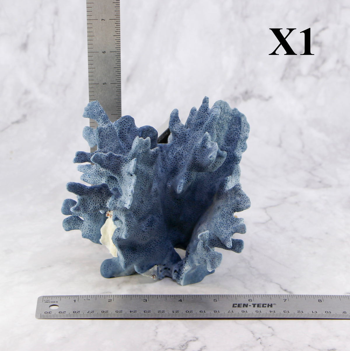 Blue Coral 5-7"