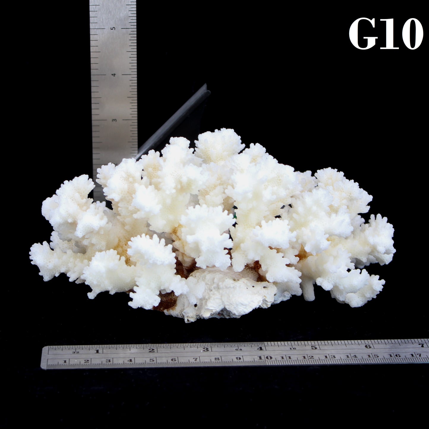 Brownstem Coral 5-7"