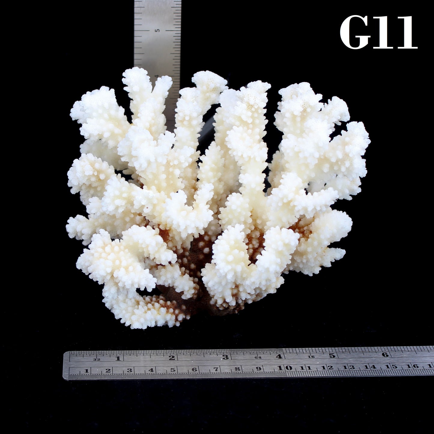 Brownstem Coral 5-7"