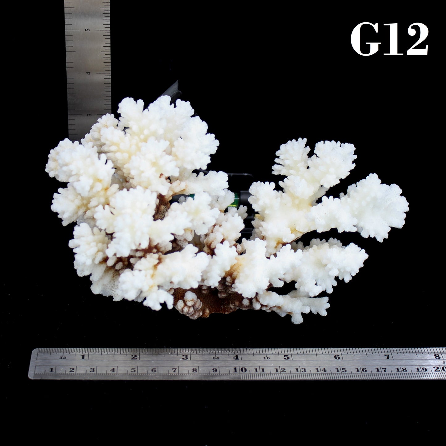 Brownstem Coral 5-7"