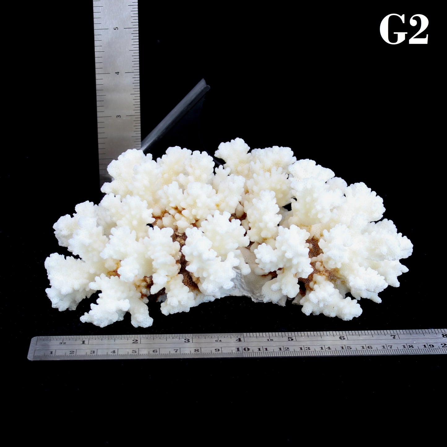 Brownstem Coral 5-7"