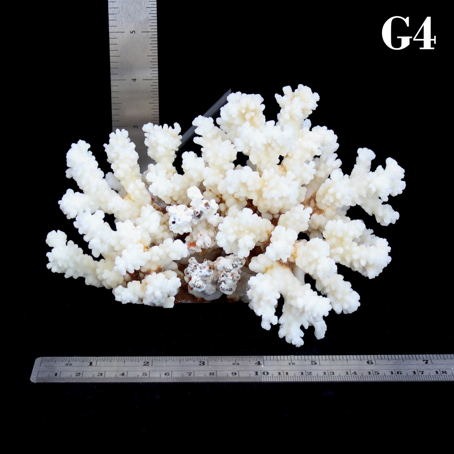 Brownstem Coral 5-7"