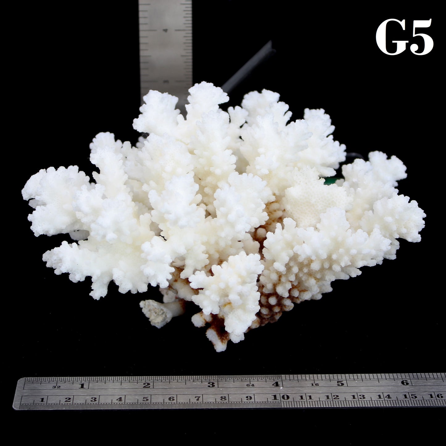 Brownstem Coral 5-7"