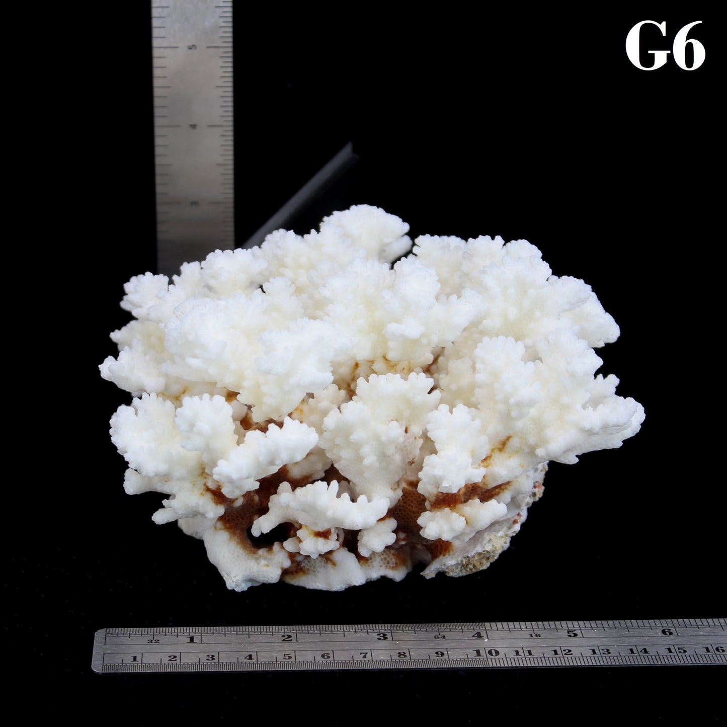 Brownstem Coral 5-7"