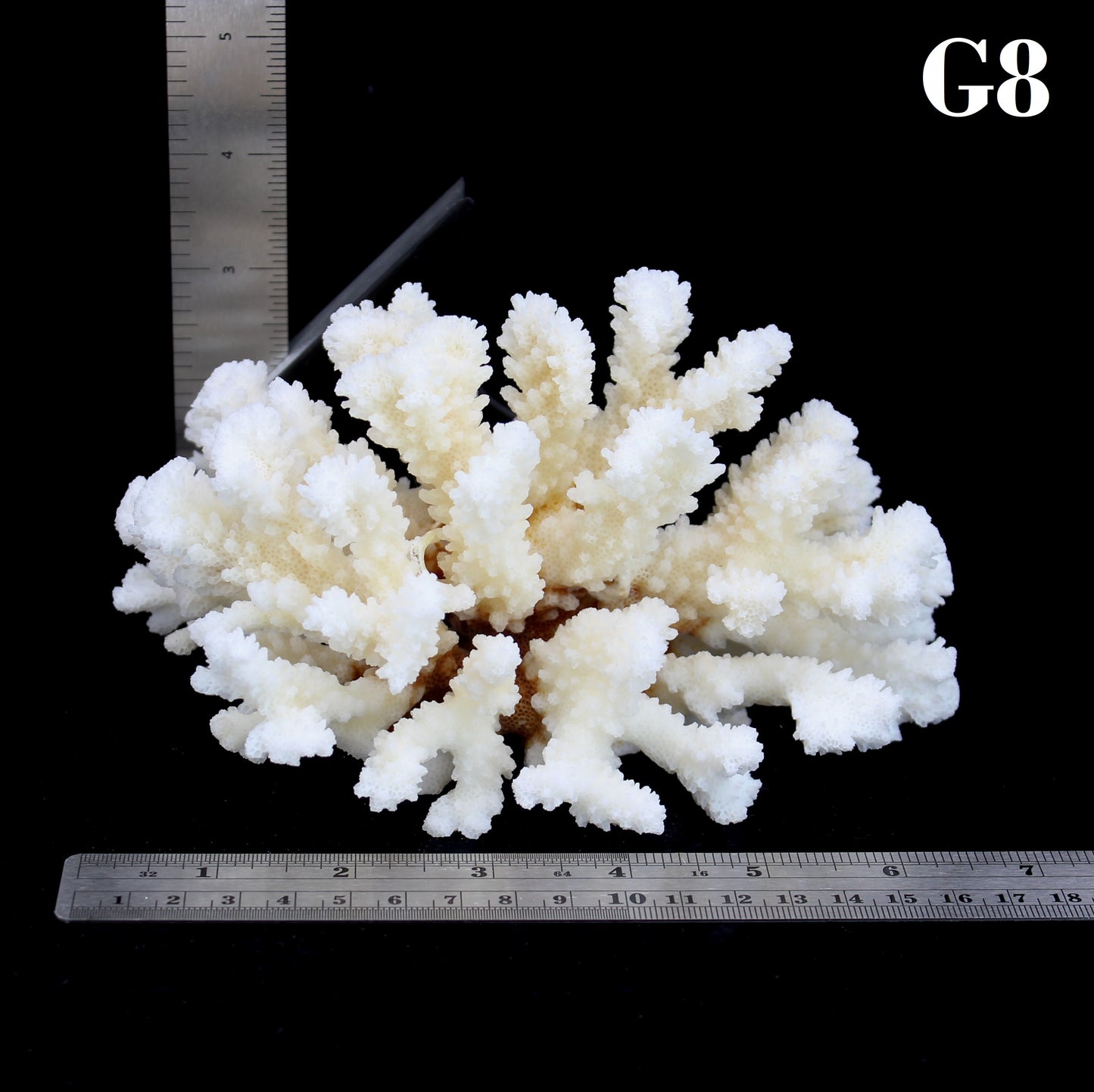 Brownstem Coral 5-7"