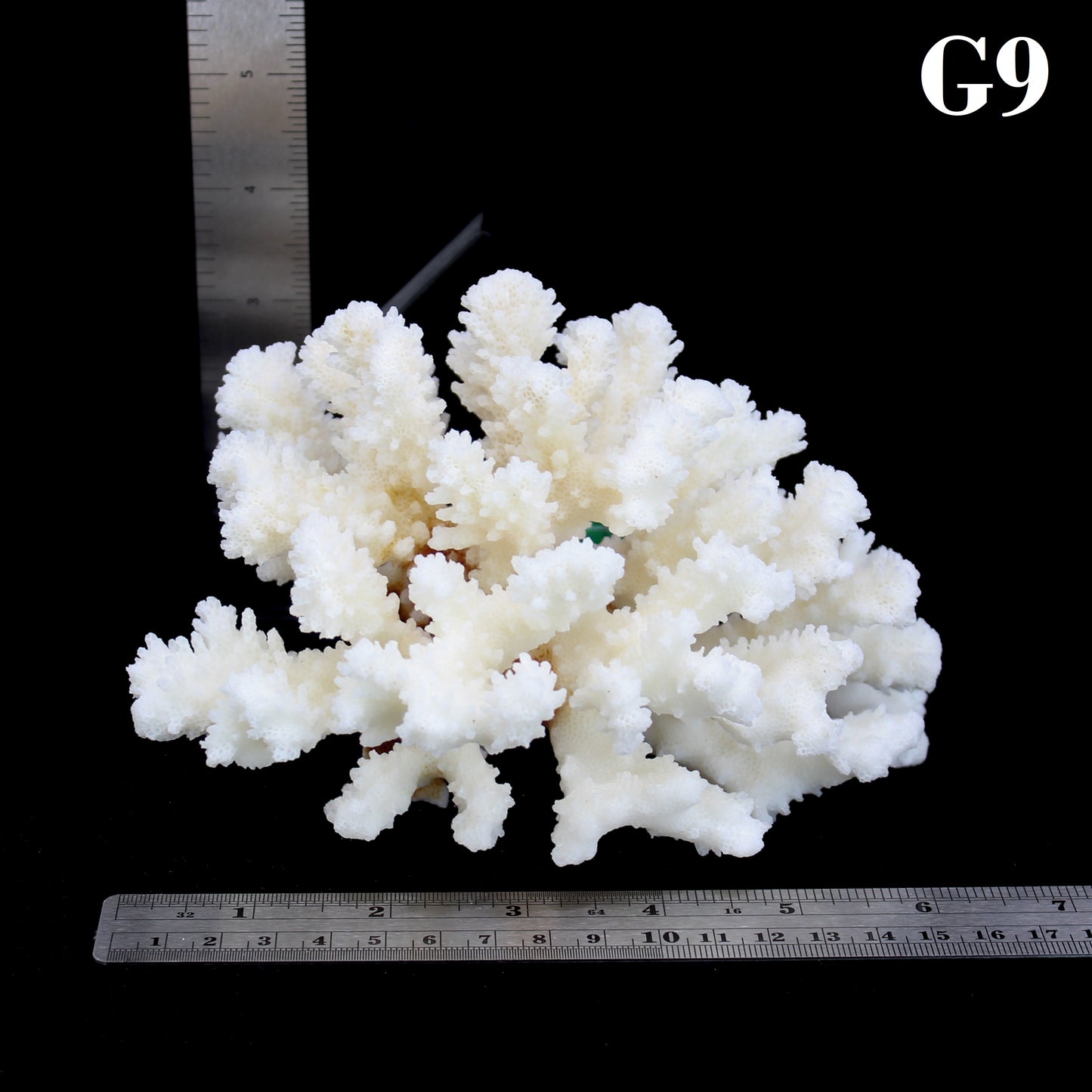 Brownstem Coral 5-7"
