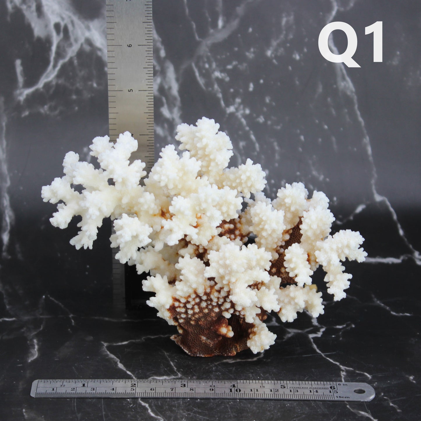 Brownstem Coral 5-7"