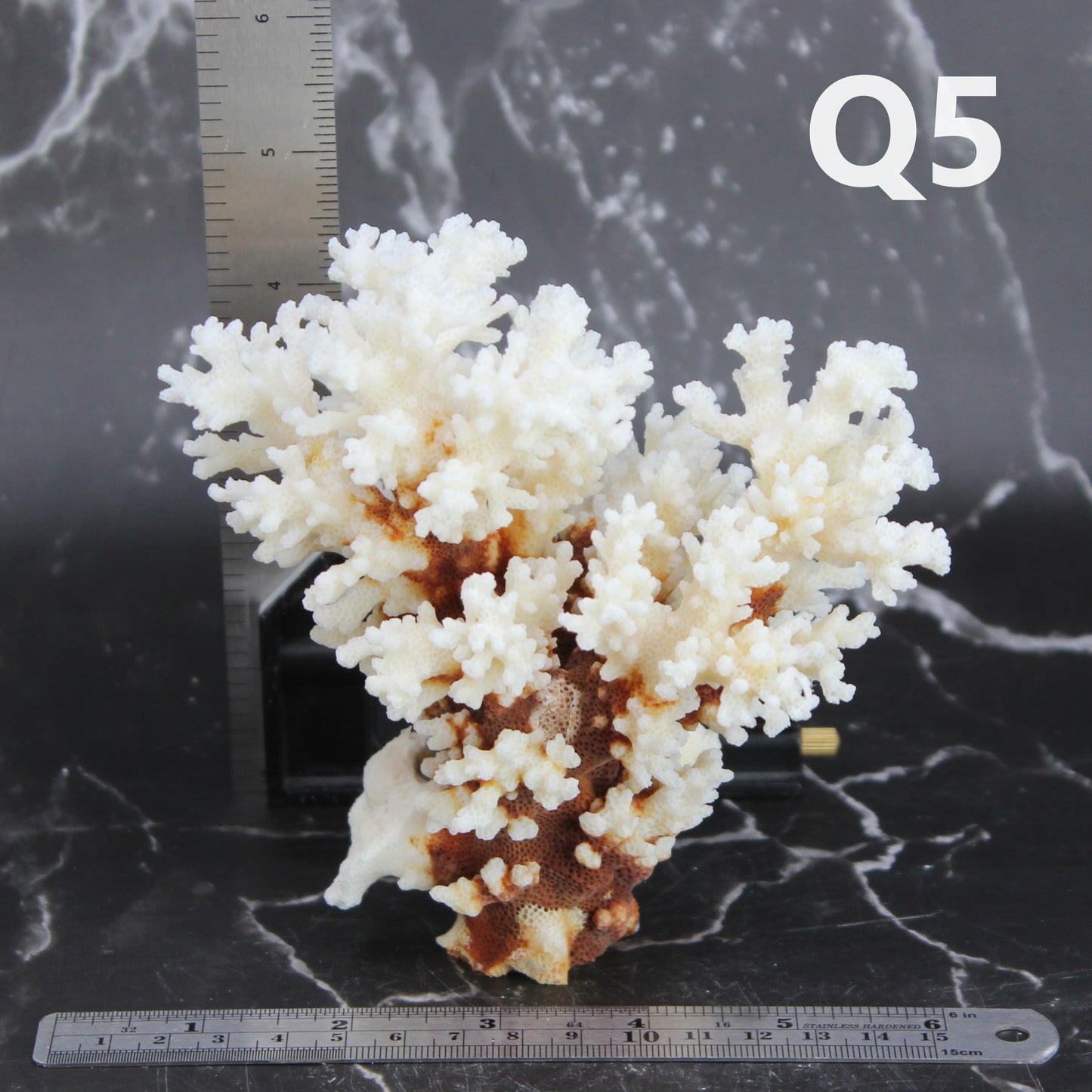 Brownstem Coral 5-7"