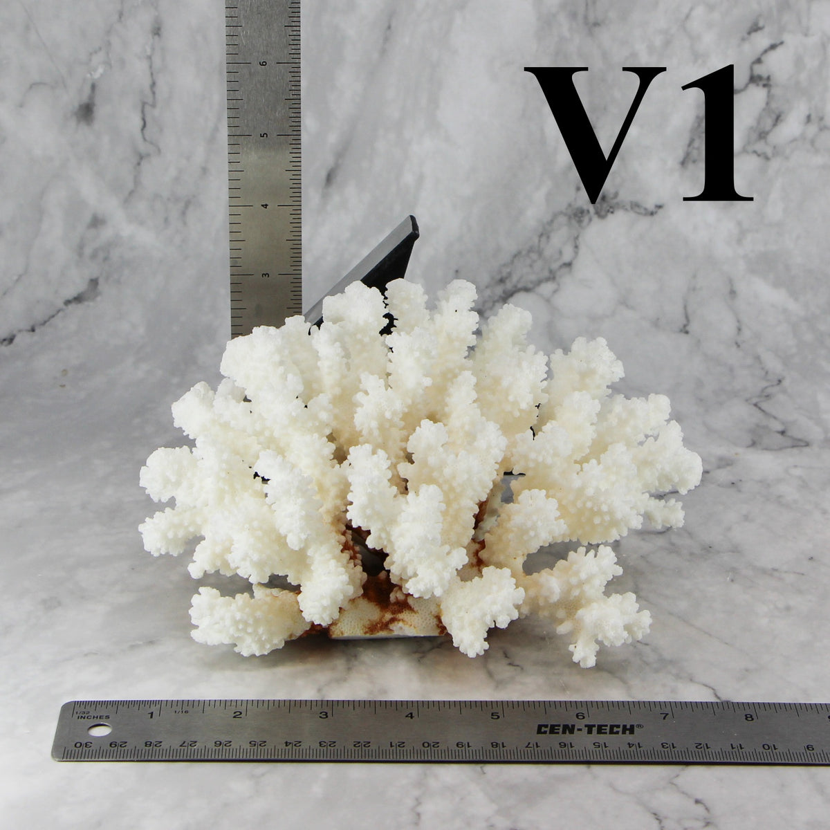 Brownstem Coral 5-7"