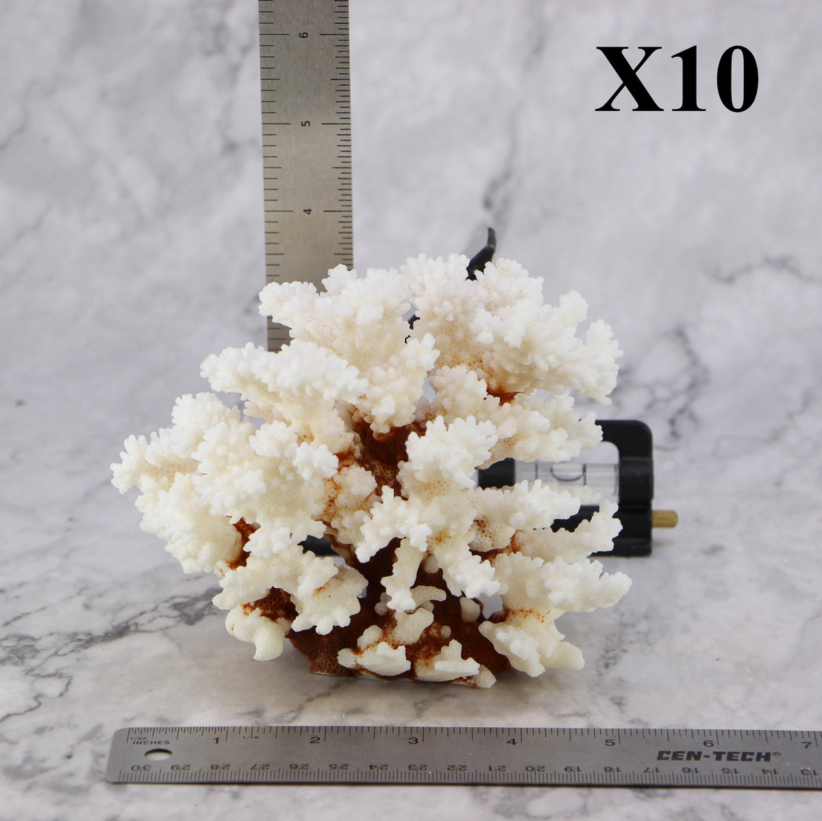 Brownstem Coral 5-7"