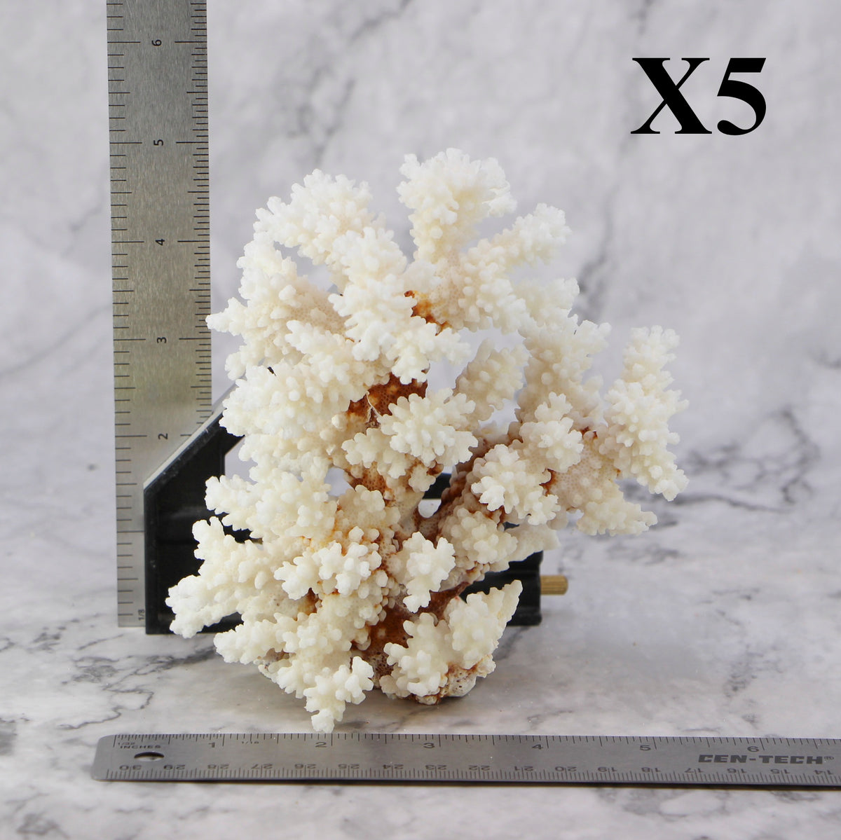 Brownstem Coral 5-7"