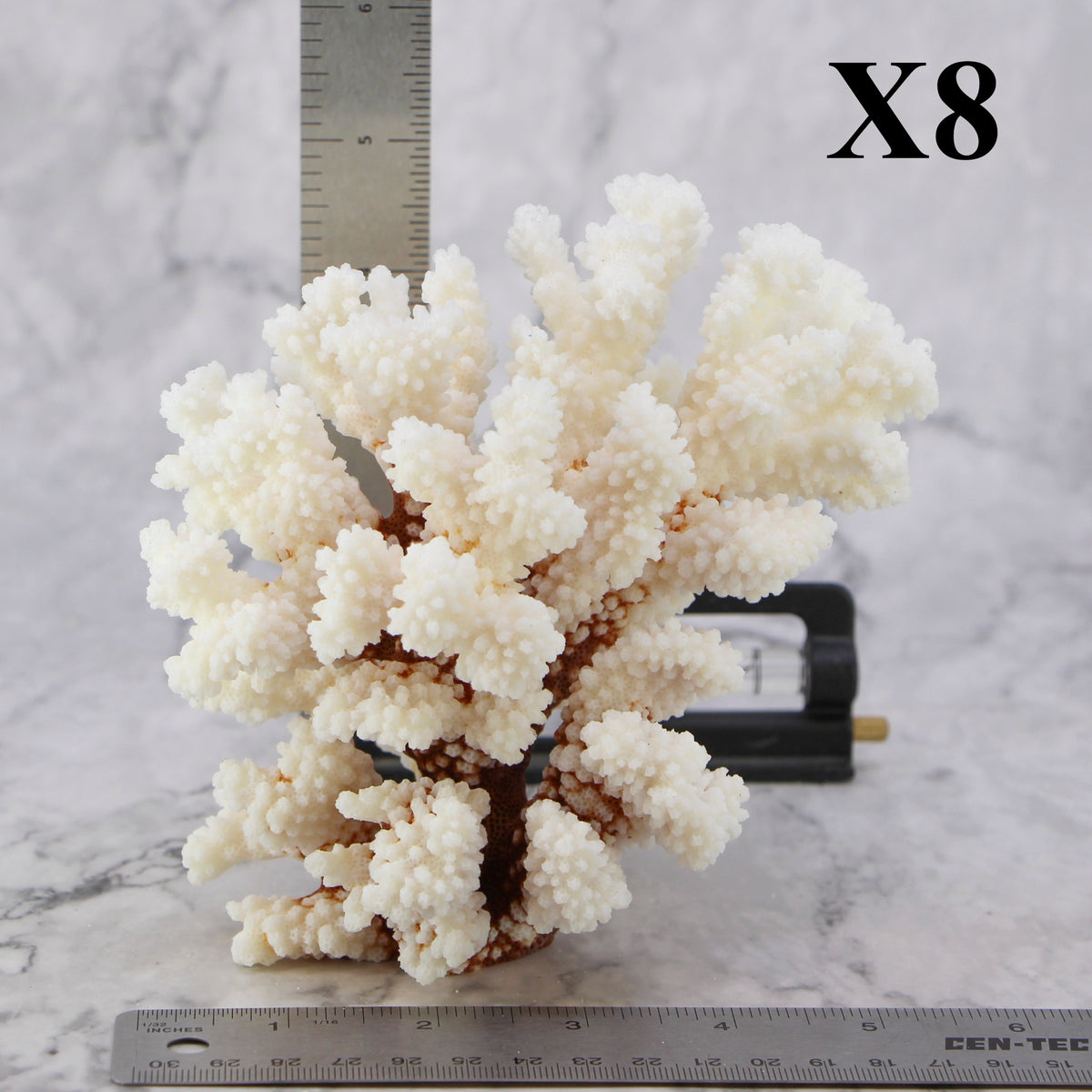 Brownstem Coral 5-7"