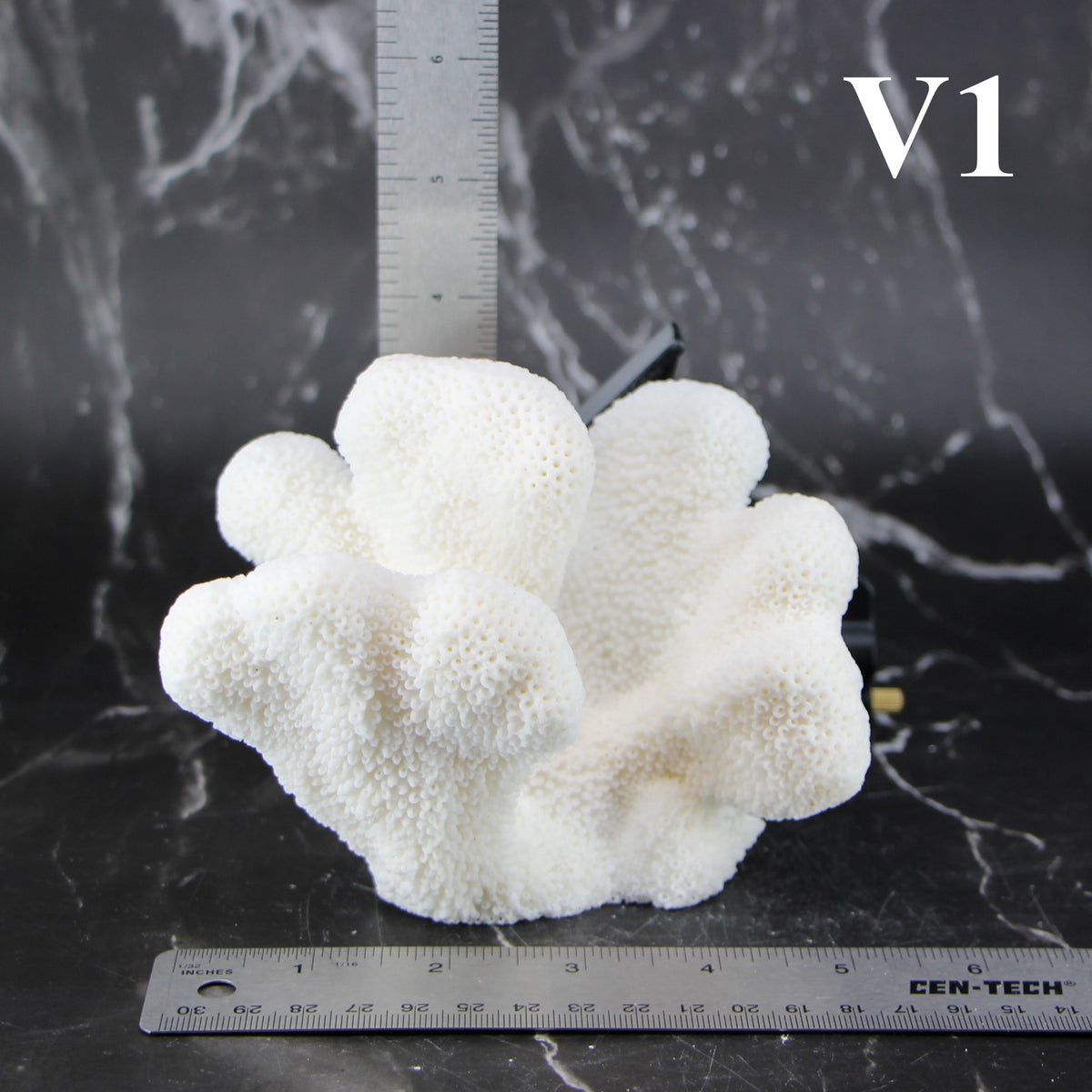 Catspaw Coral 5-7"