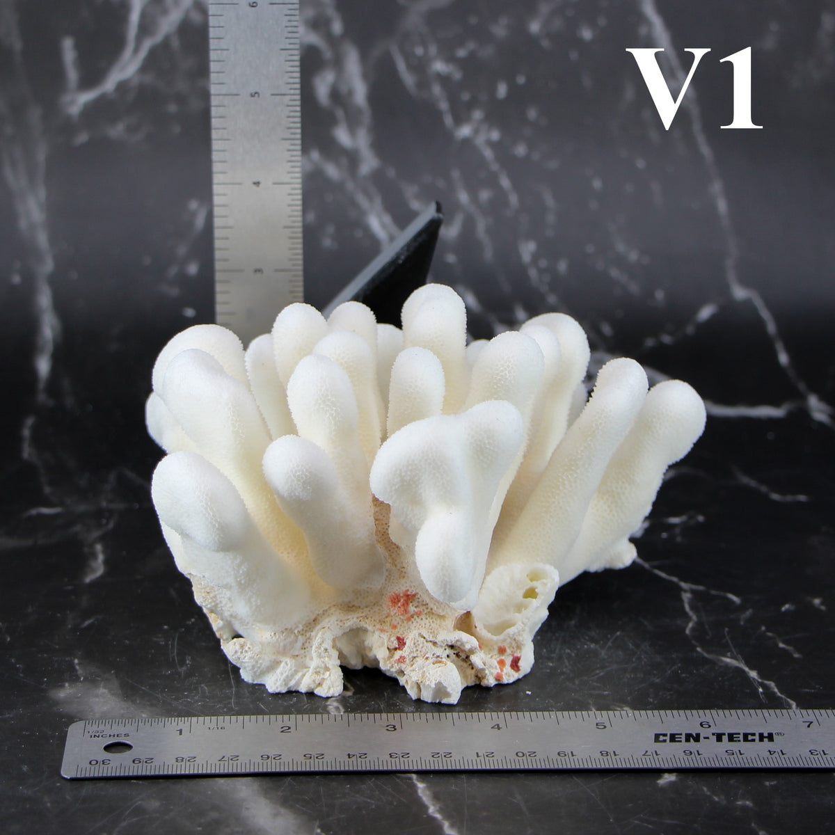 Elkhorn Coral 5-7"