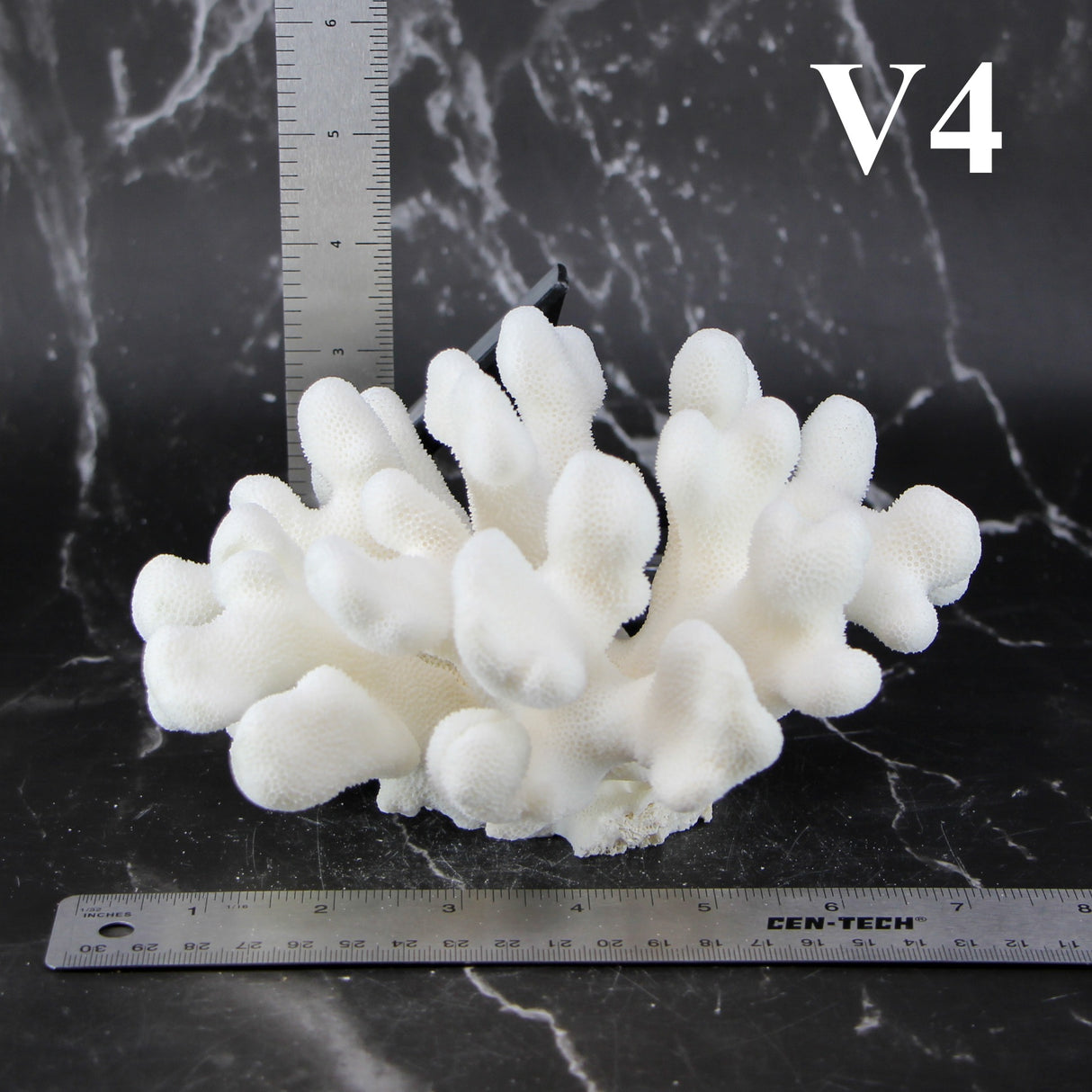 Elkhorn Coral 5-7"