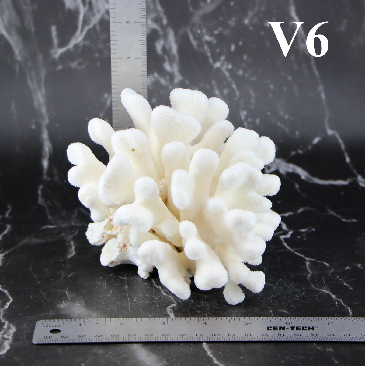 Elkhorn Coral 5-7"