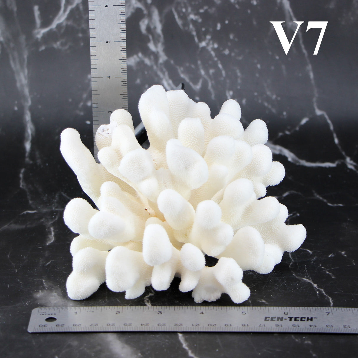 Elkhorn Coral 5-7"
