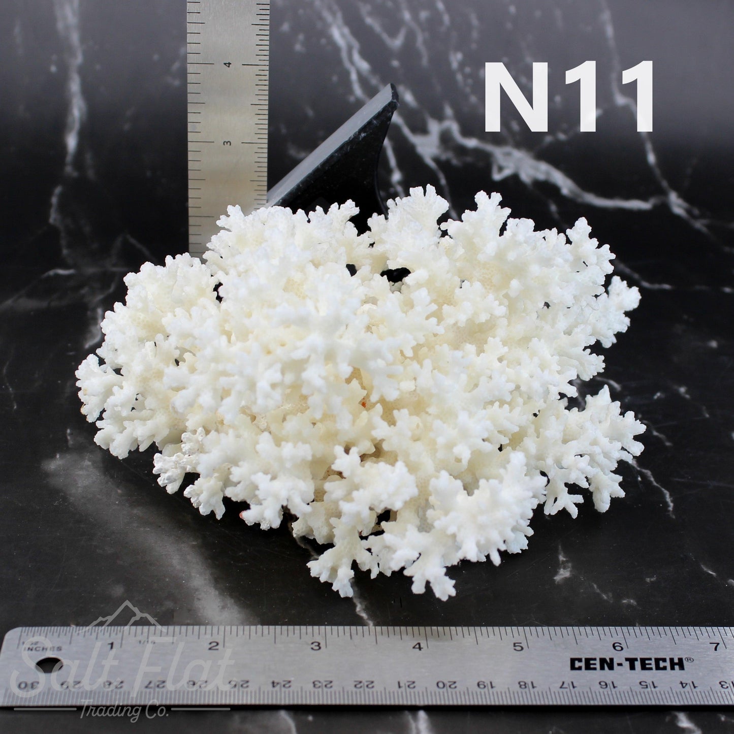 Lace Coral 5-7"