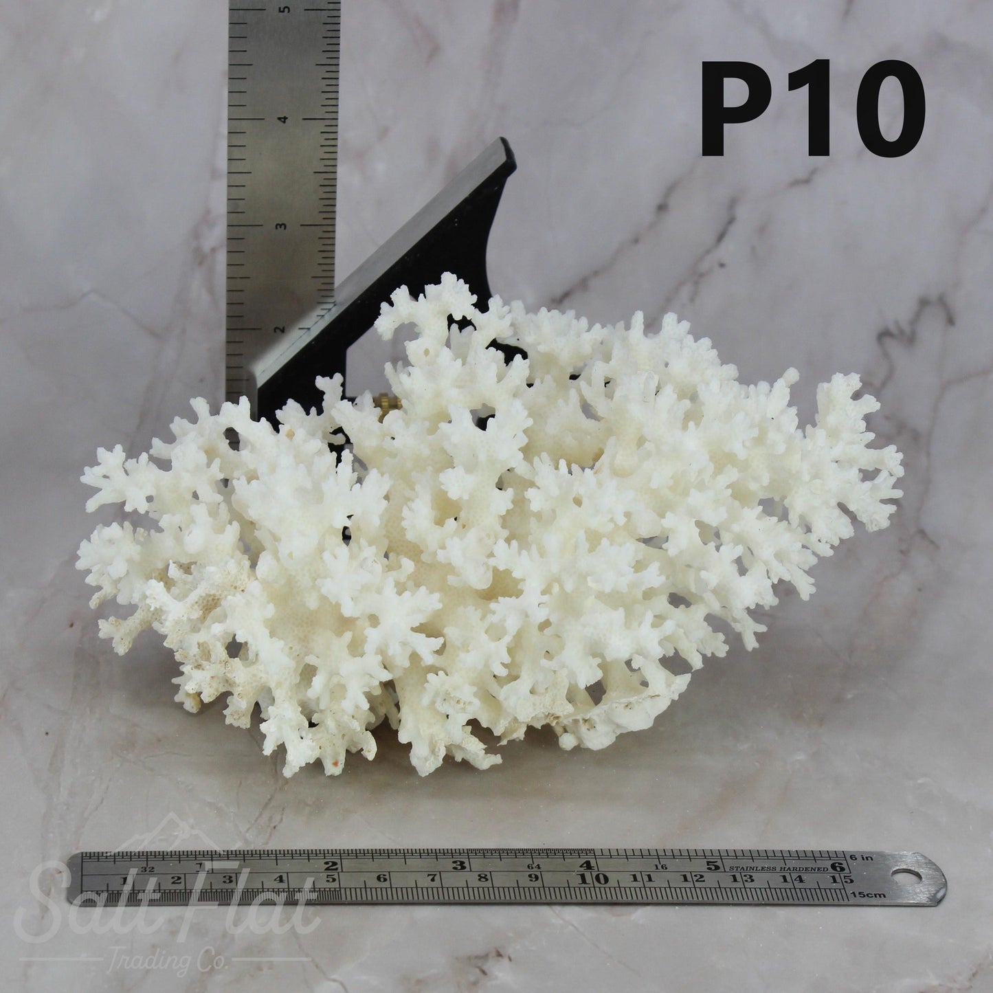Lace Coral 5-7"