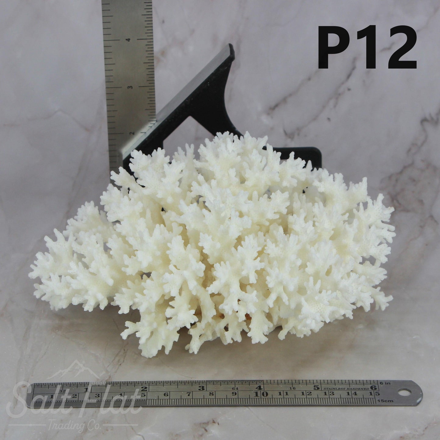 Lace Coral 5-7"