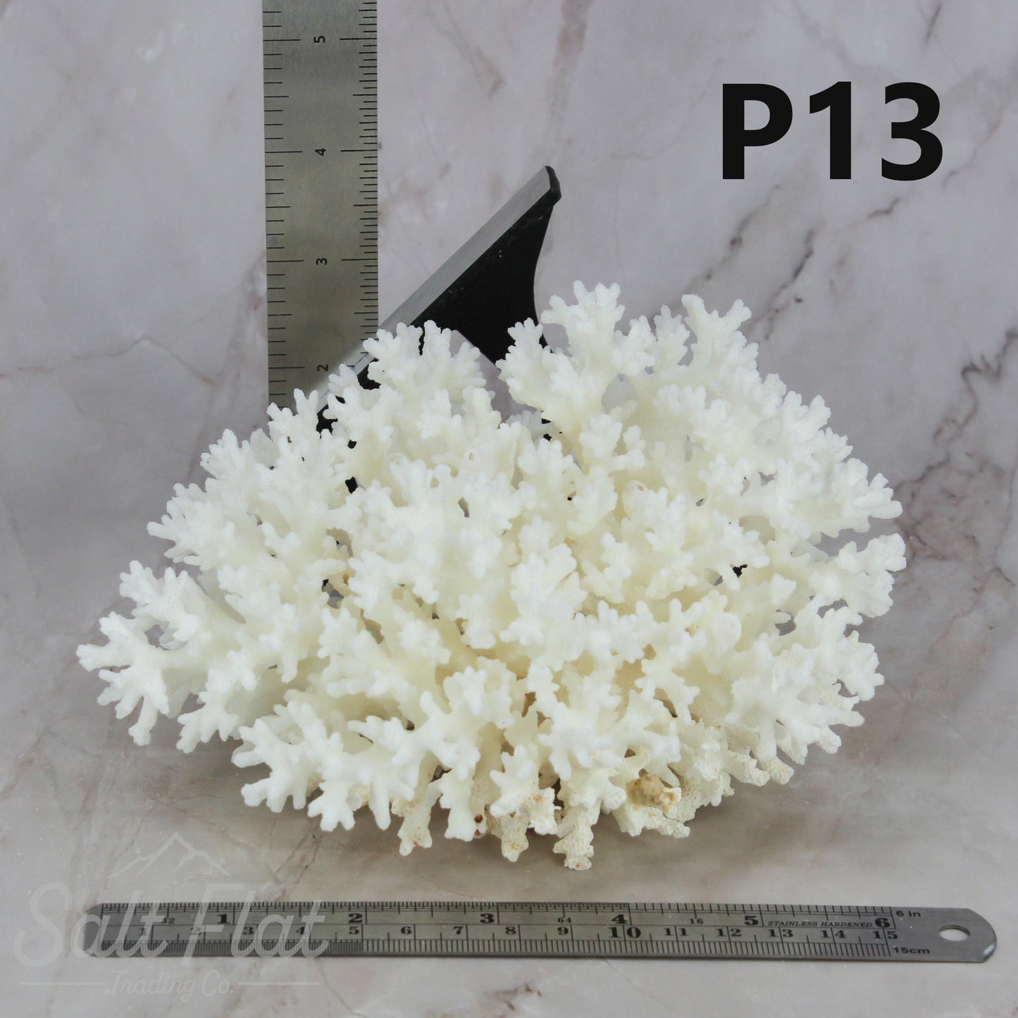 Lace Coral 5-7"