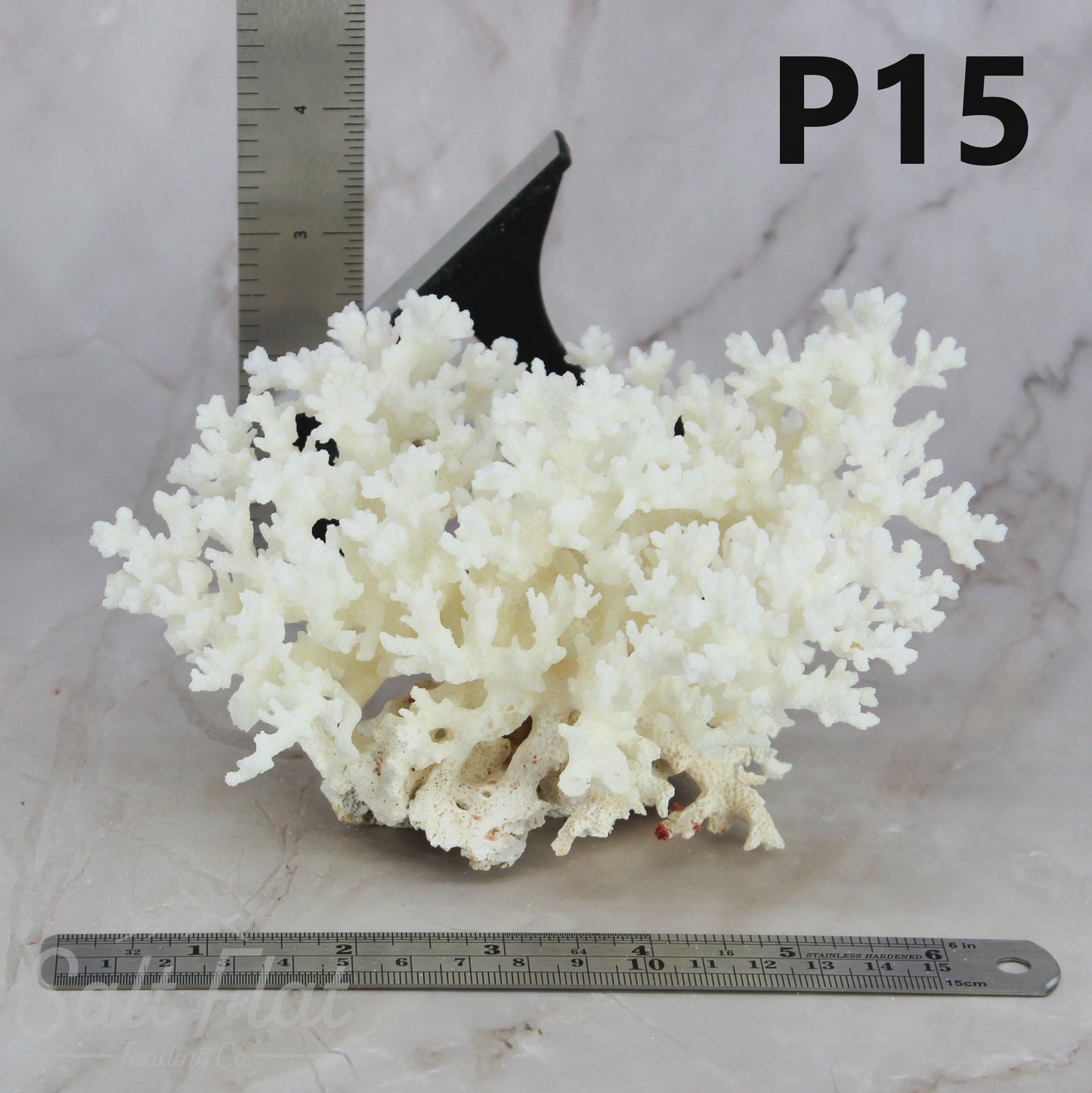 Lace Coral 5-7"