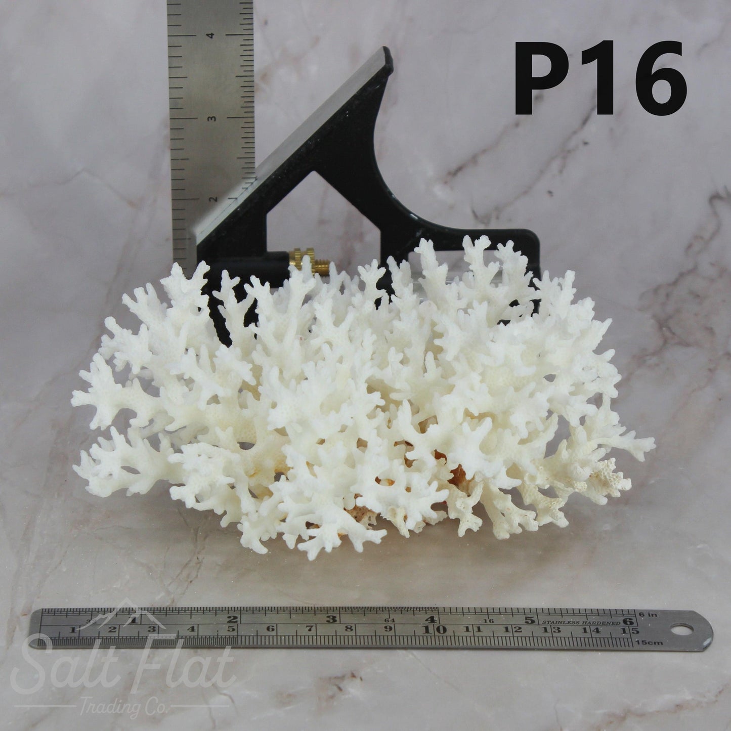 Lace Coral 5-7"