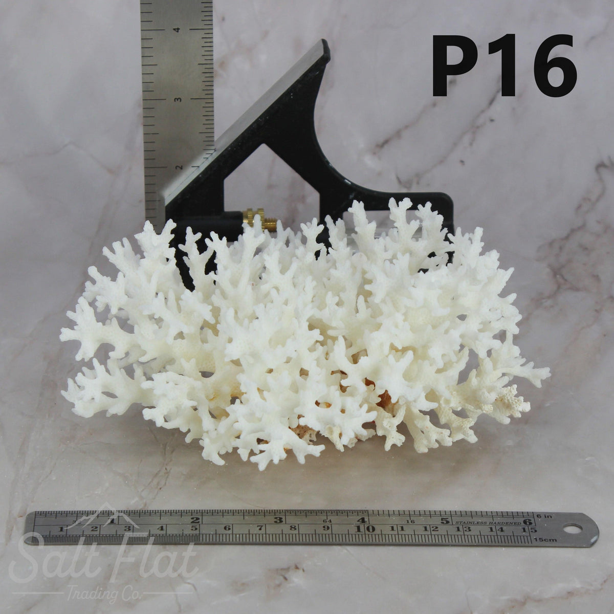 Lace Coral 5-7"