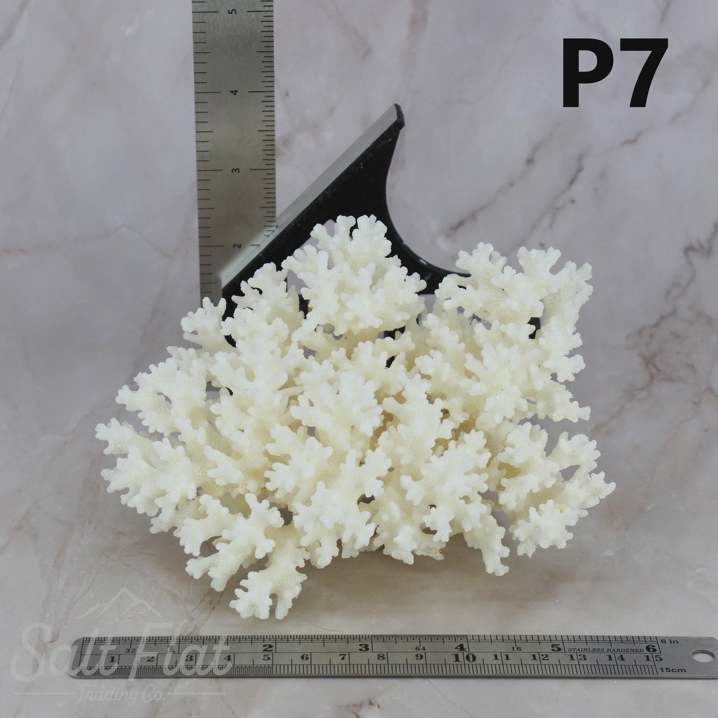 Lace Coral 5-7"