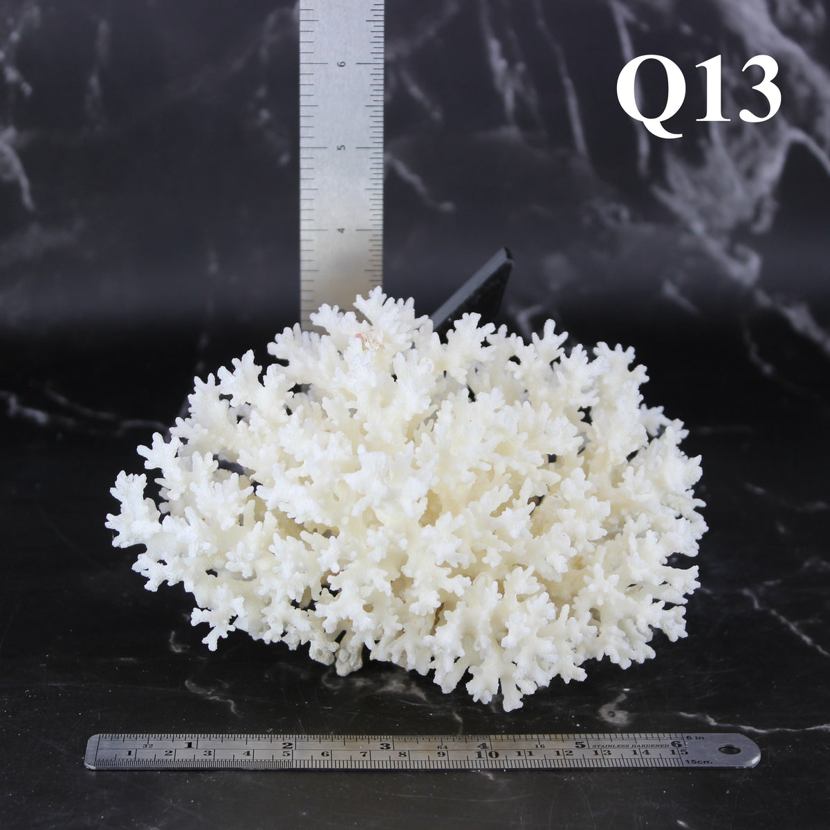 Lace Coral 5-7"