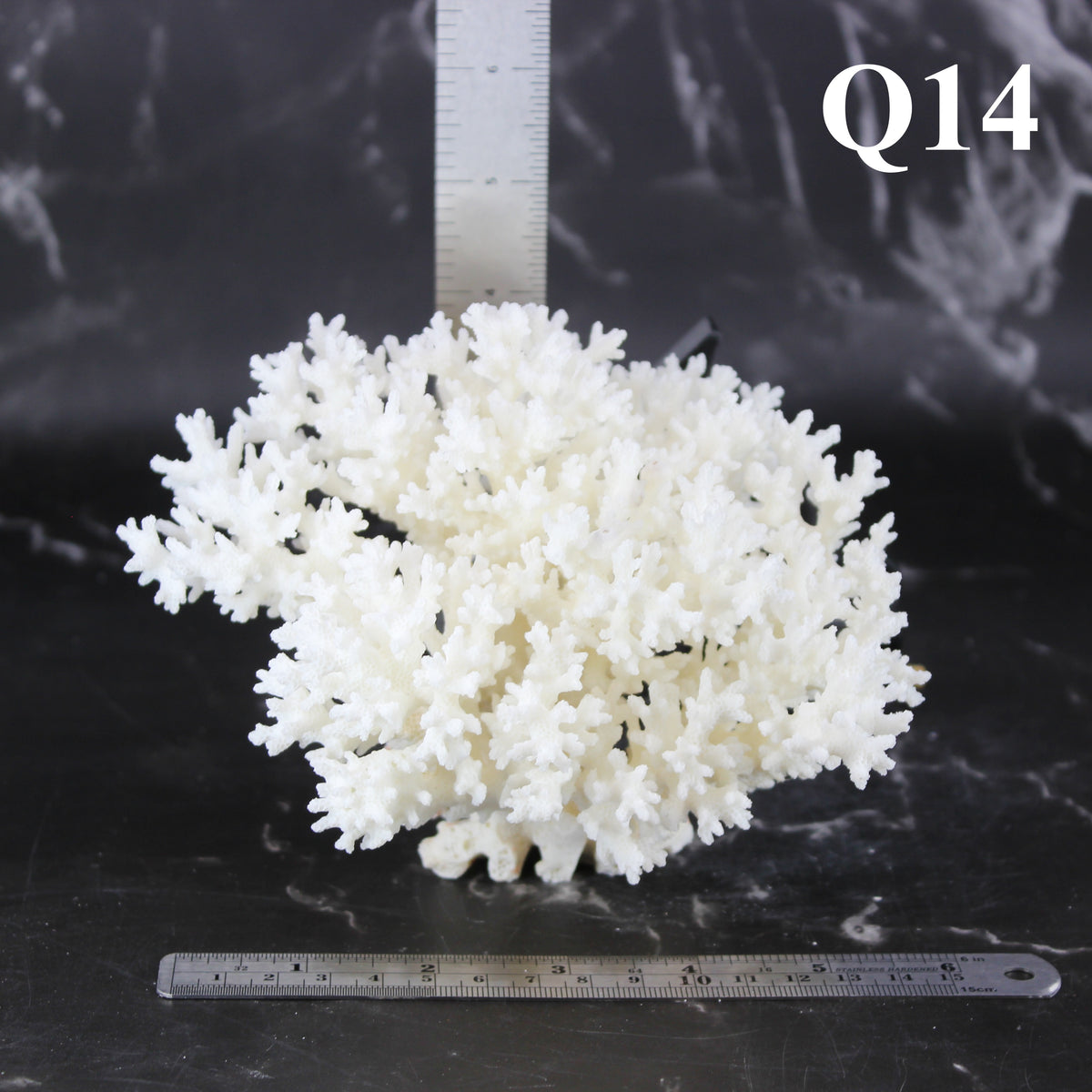 Lace Coral 5-7"