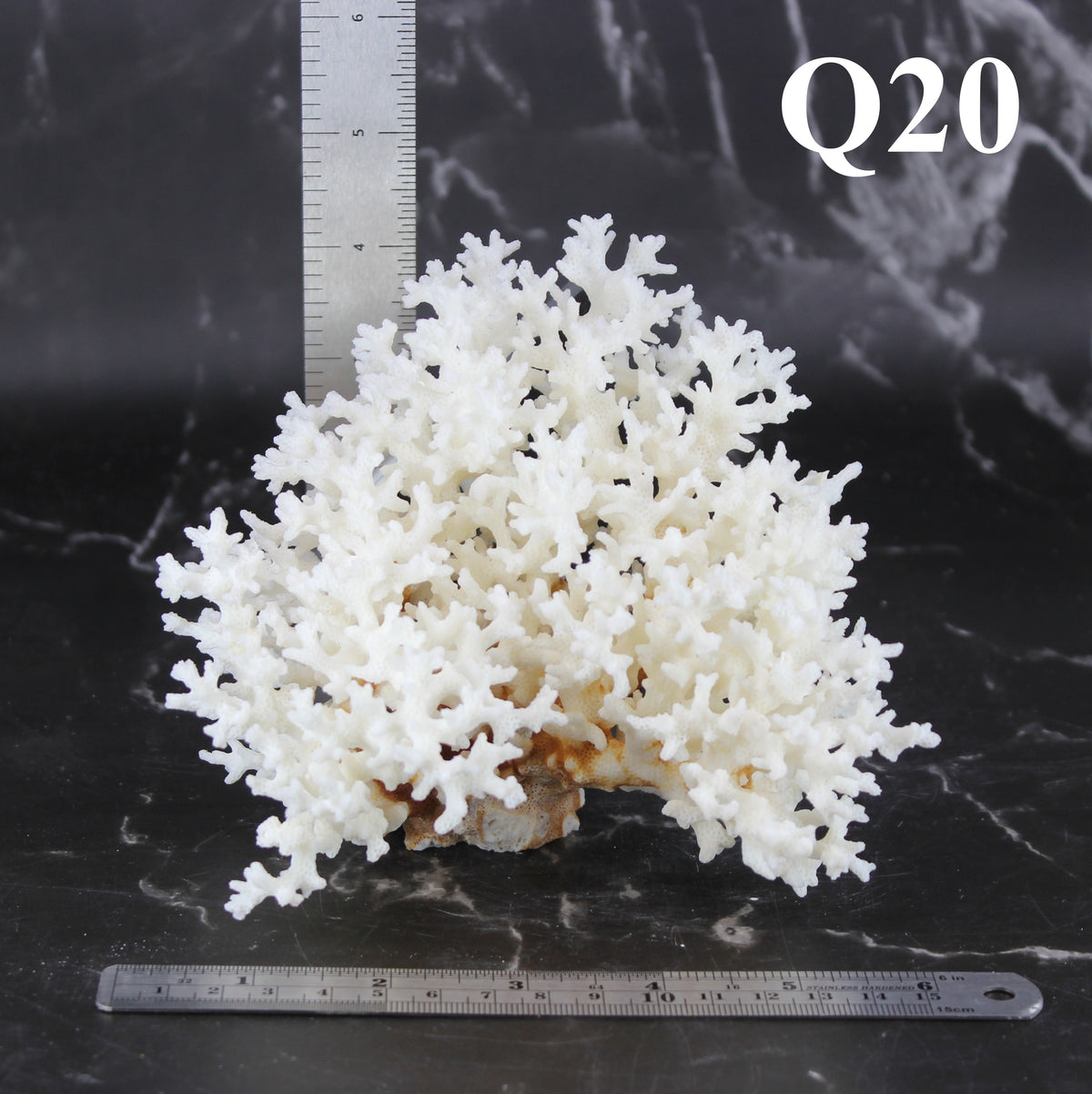 Lace Coral 5-7"