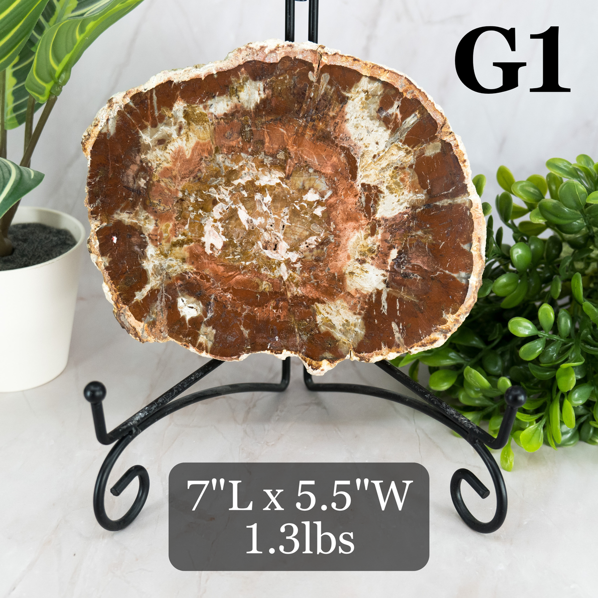 Petrified Wood Slabs 5-7"