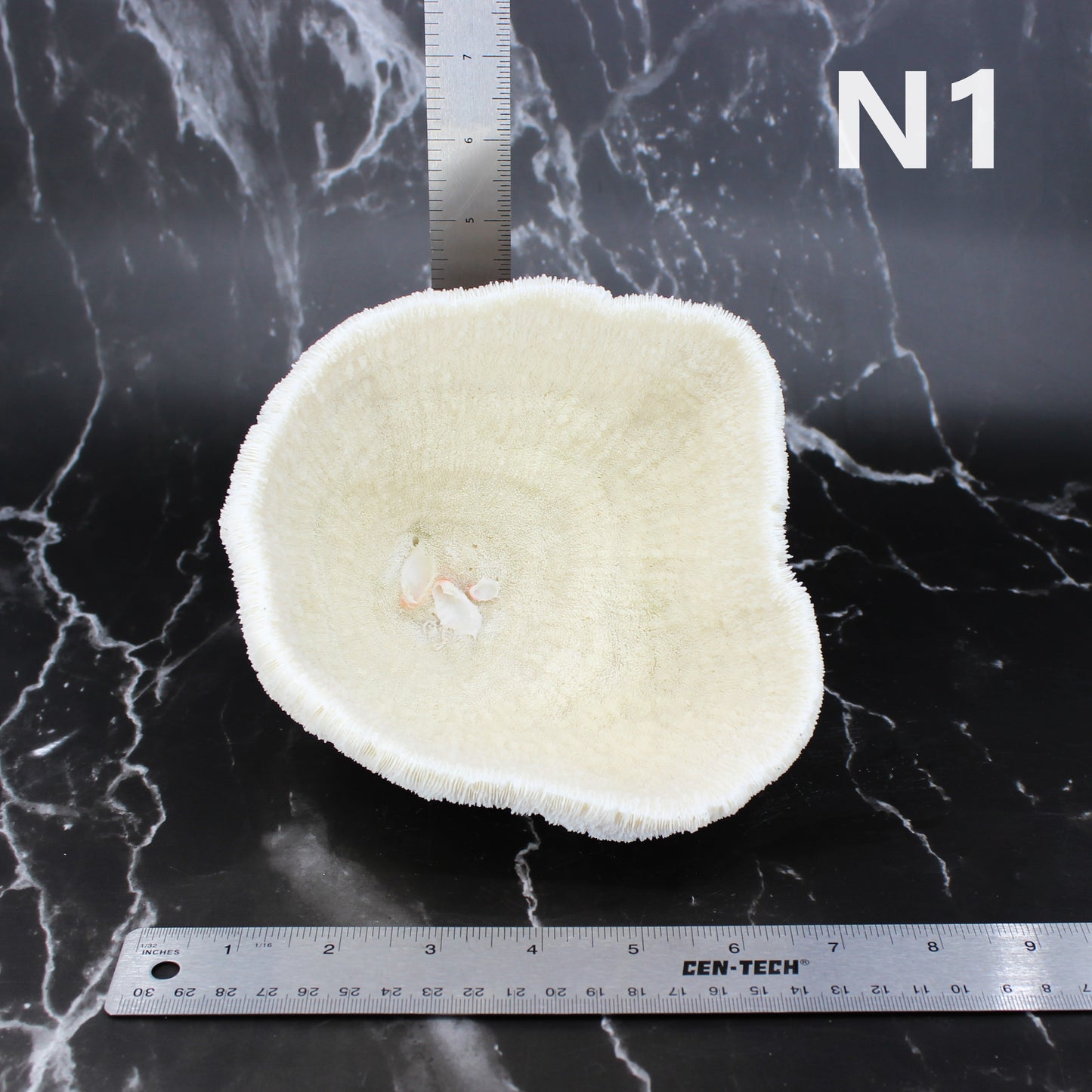 Coral Bowl 6-8"
