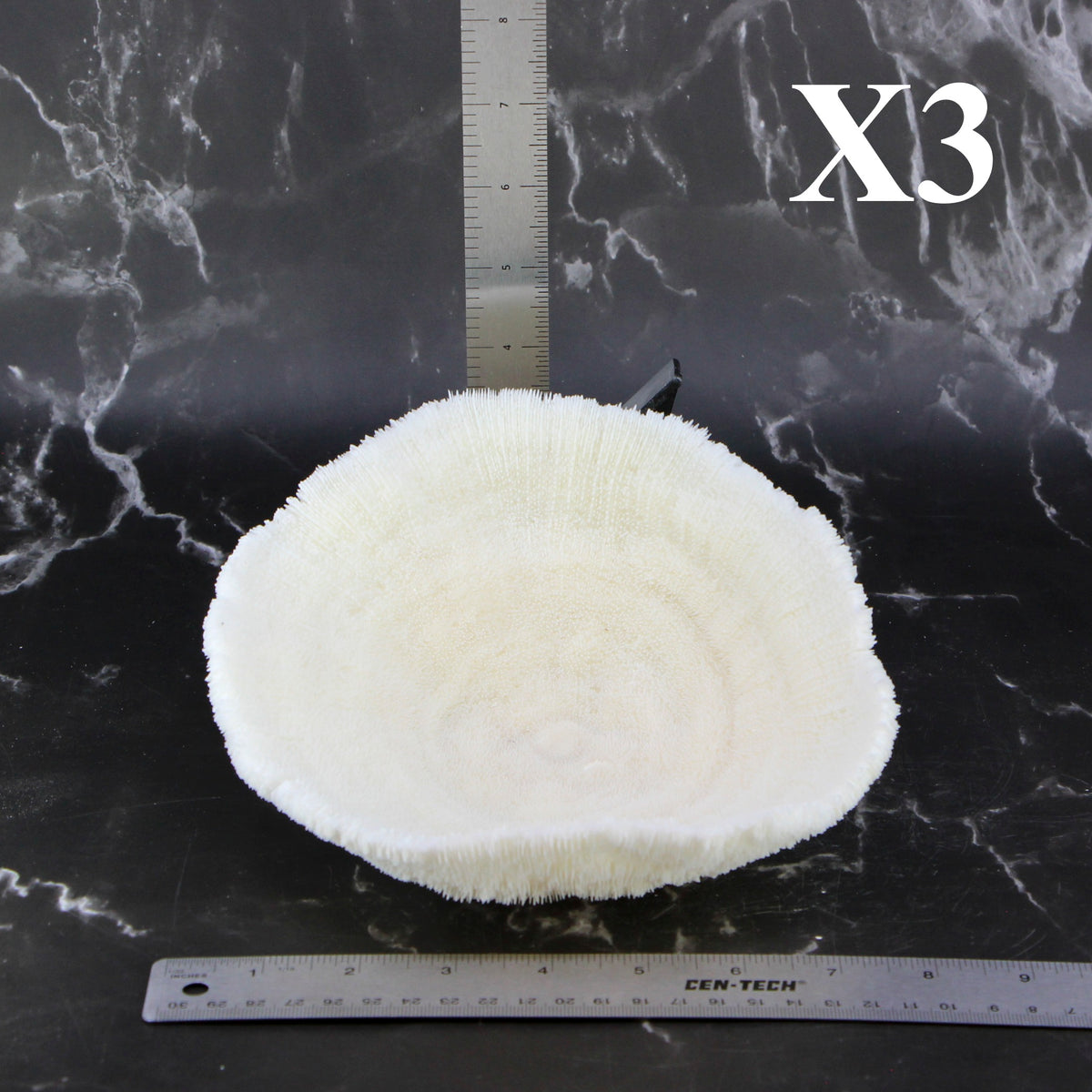 Coral Bowl 6-8"
