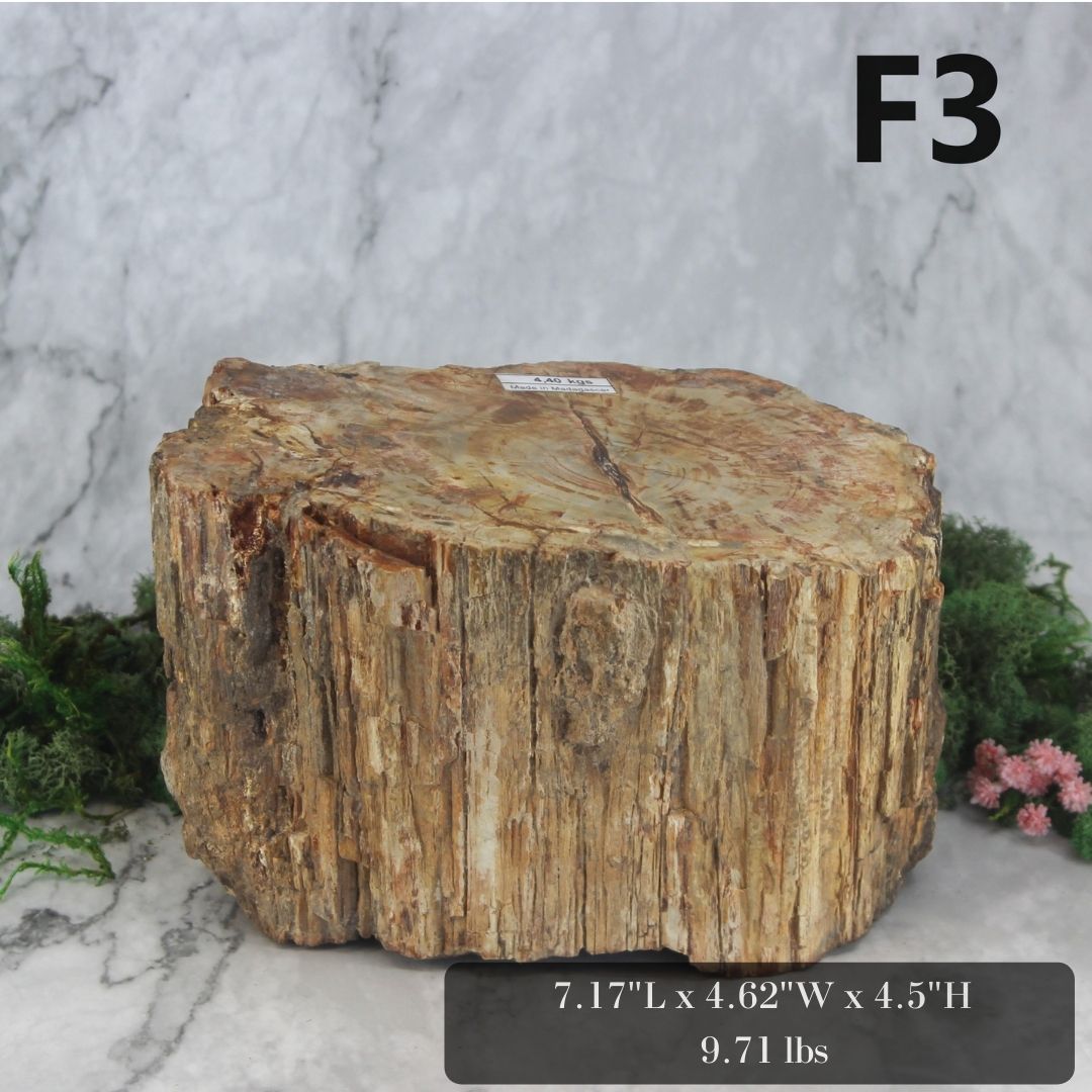 Petrified Wood Branch 6-9"