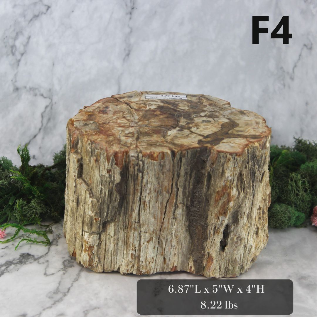 Petrified Wood Branch 6-9"