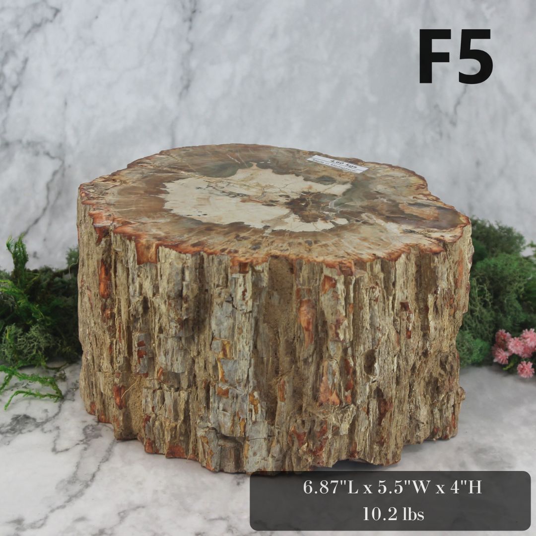 Petrified Wood Branch 6-9"