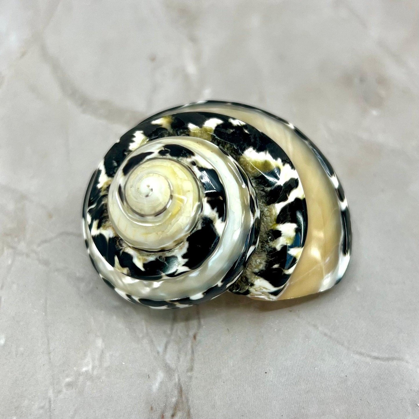 Magpie Banded 1.5-2"