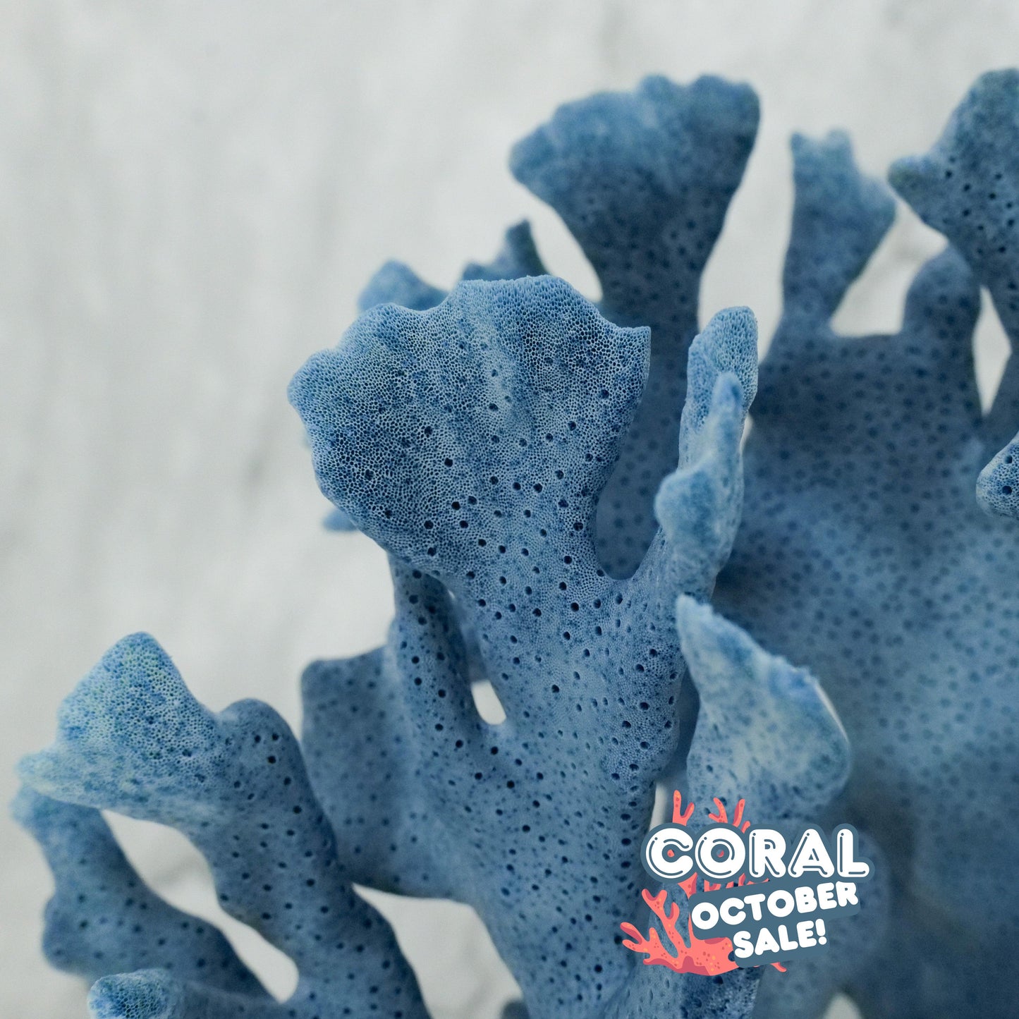 Blue Coral 7-10"